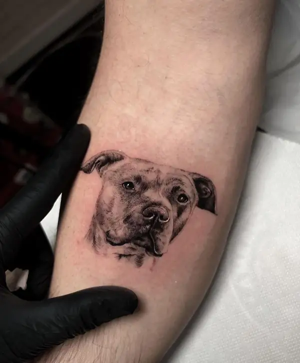 Cabeza de pitbull, pequeña, en microrrealismo en el antebrazo.