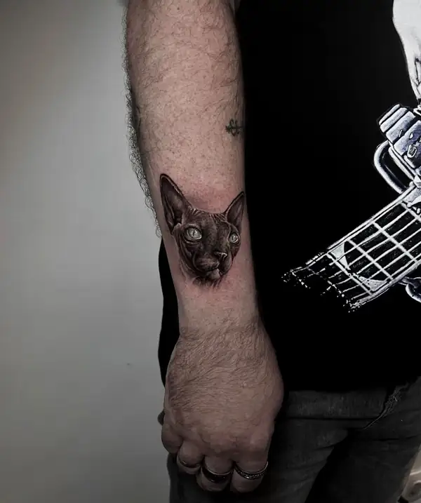 El gato esfinge visto en el brazo entero, con la mano al fondo.