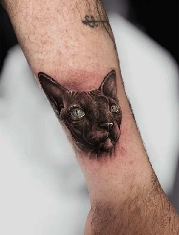 Gato esfinge de ojos verdes, pequeño, en microrrealismo en el antebrazo.