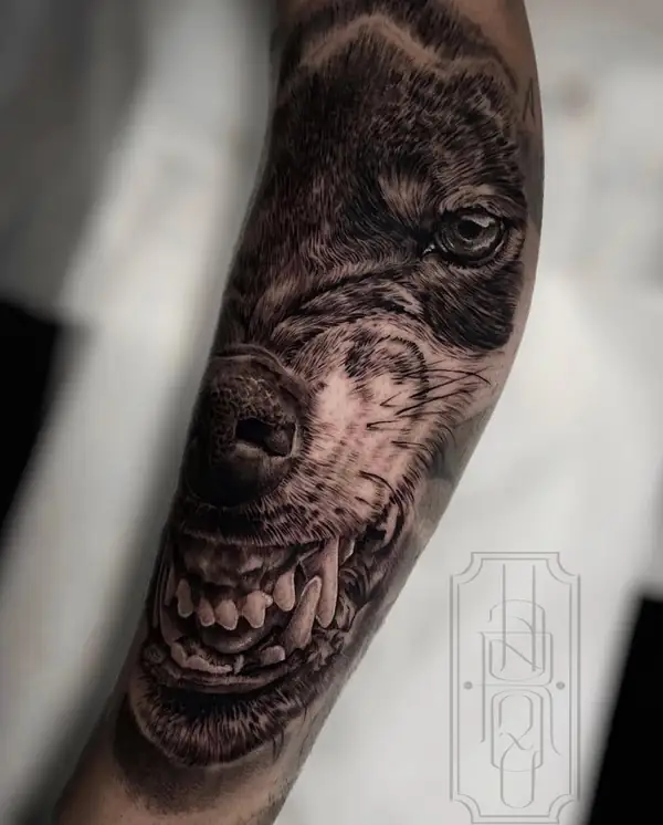 Lobo enseñando los dientes, en realismo en negro y grises en el antebrazo.